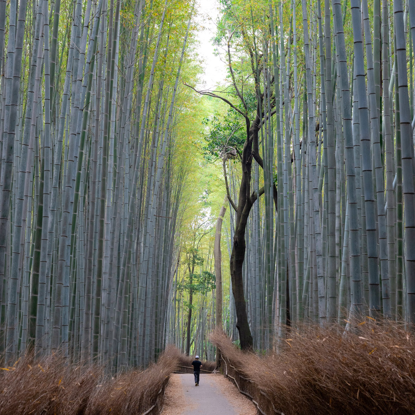 Arashiyama Bamboo Grove: Day Trip to Kyoto from Osaka