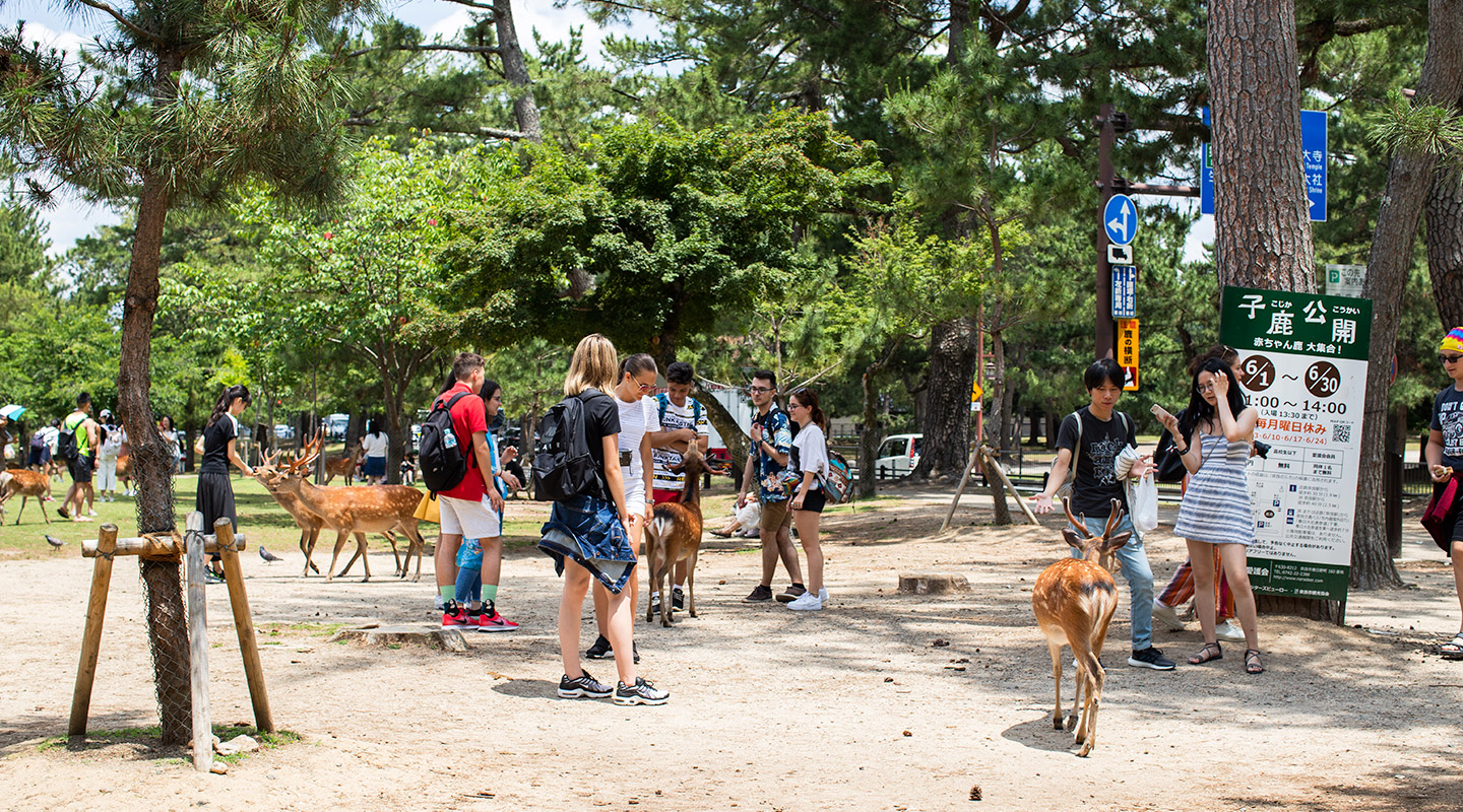 Nara Park: Day Trip to Nara from Osaka